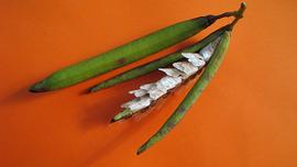   Fruits, seeds:   Tabebuia stenocalyx ; Photo by A. Popovkin, flickr.com
